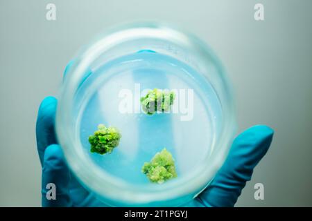 Coltura di tessuti vegetali per la ricerca agricola Foto Stock