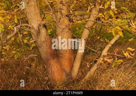 Fioritura autunnale sotto la tettoia illuminata dal sole Foto Stock