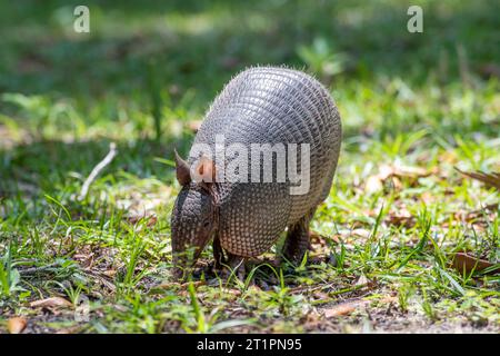 Armadillo sull'isola di Cumberland, Georgia. Foto Stock