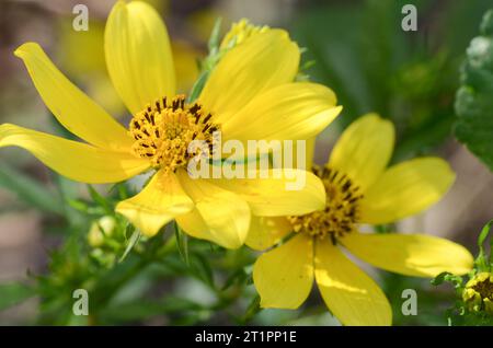 Due fiori di mendicante barbuti, Bidens aristosa, che fioriscono in una mattina d'estate in Texas. Foto Stock