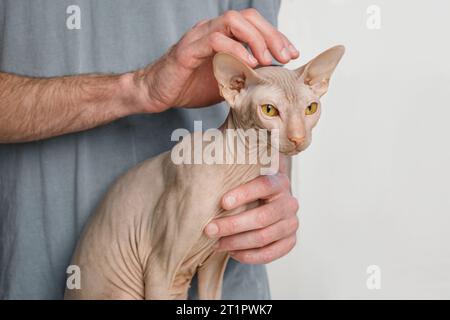 Il giovane gatto Sphynx con le mani di un veterano si avvicina su uno sfondo bianco Foto Stock
