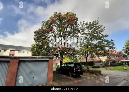 Ahorn Baum in Herbstfarben Amburgo Deutschland *** Acero nei colori autunnali Amburgo Amburgo Germania Copyright: XLobeca/RHx Foto Stock