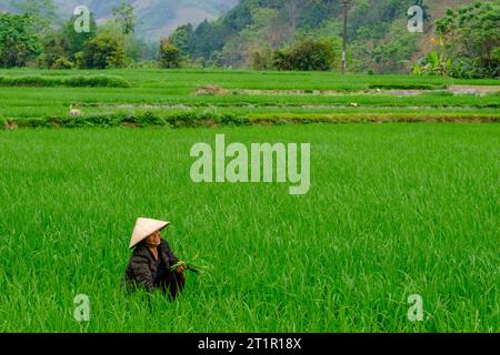 Vietnam, provincia di Lao Cai. Donna che lavora nel suo Rice Paddy. Foto Stock