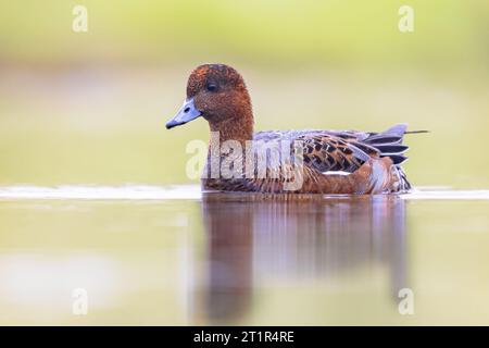 European Wigeon (Mareca penelope) nel piumaggio di Eclipse che nuota nell'acqua delle zone umide nei Paesi Bassi. Questa anatra migratoria è un visitatore invernale Foto Stock