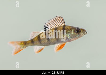 Pesce persico europeo (Perca fluviatilis) nuoto in acqua di habitat naturale. Nuoto di pesci d'acqua dolce. Fauna selvatica scena della natura in Europa. Foto Stock