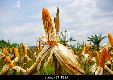 Il mais è un'alta erba cerealicola annuale (Zea mays) che è ampiamente coltivata per le sue grandi orecchie allungate di semi di amido. Granturco (Zea mays, mahiz). Foto Stock