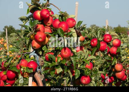 Aepfel haengen an einem Baum auf einer Apfelplantage zum Selbstpfluecken am 10.09.2023 in der Nähe von Doellstaedt a Thueringen. Le mele si appendono su un albero su un frutteto per raccogliervi il 10 settembre 2023 vicino a Doellstaedt in Turingia. Ricerca: Deutschland neue Bundeslaender, Thueringen Landwirtschaft Ernte Apfel rote Selberpfluecken Selber Pfluecken Apfelernte gute reichlich schlechte Apfelplantage Aepfel Aepfel Apfelbaum Apfelbaeume Apfelplantagen Obst Obstanbau Obsternte reife Fruechte Selbstettert Selbstpfluecken Herbstststststerbsterbstersterststststerbsteringen Landwirtschaft Ernte Foto Stock