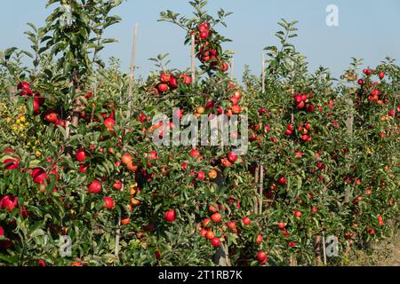 Aepfel haengen an einem Baum auf einer Apfelplantage zum Selbstpfluecken am 10.09.2023 in der Nähe von Doellstaedt a Thueringen. Le mele si appendono su un albero su un frutteto per raccogliervi il 10 settembre 2023 vicino a Doellstaedt in Turingia. Ricerca: Deutschland neue Bundeslaender, Thueringen Landwirtschaft Ernte Apfel rote Selberpfluecken Selber Pfluecken Apfelernte gute reichlich schlechte Apfelplantage Aepfel Aepfel Apfelbaum Apfelbaeume Apfelplantagen Obst Obstanbau Obsternte reife Fruechte Selbstettert Selbstpfluecken Herbstststststerbsterbstersterststststerbsteringen Landwirtschaft Ernte Foto Stock