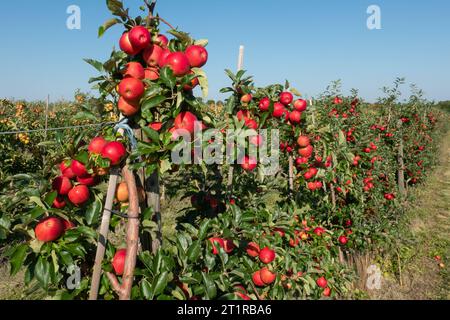 Aepfel haengen an einem Baum auf einer Apfelplantage zum Selbstpfluecken am 10.09.2023 in der Nähe von Doellstaedt a Thueringen. Le mele si appendono su un albero su un frutteto per raccogliervi il 10 settembre 2023 vicino a Doellstaedt in Turingia. Ricerca: Deutschland neue Bundeslaender, Thueringen Landwirtschaft Ernte Apfel rote Selberpfluecken Selber Pfluecken Apfelernte gute reichlich schlechte Apfelplantage Aepfel Aepfel Apfelbaum Apfelbaeume Apfelplantagen Obst Obstanbau Obsternte reife Fruechte Selbstettert Selbstpfluecken Herbstststststerbsterbstersterststststerbsteringen Landwirtschaft Ernte Foto Stock