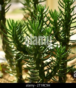 Le foglie carnose del cactus dell'ago di Eve. Foto Stock