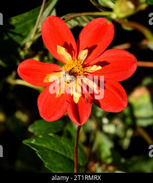 Un'unica fioritura vibrante di Dahlia Ann Breckenfelder con un'ape da mangiare. Foto Stock