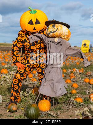 Kilduff Farm, East Lothian, Scozia, Regno Unito, 15 ottobre 2023. Pumpkin Patch Festival: La famosa toppa di zucca apre questo fine settimana con i visitatori che si godono le zucche culinarie e di Halloween e il clima soleggiato. Nella foto: Uno stravagante spaventapasseri di zucca e un costume di zucca. Crediti: Sally Anderson/Alamy Live News Foto Stock