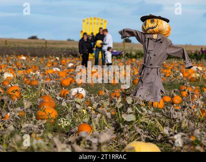 Kilduff Farm, East Lothian, Scozia, Regno Unito, 15 ottobre 2023. Pumpkin Patch Festival: La famosa toppa di zucca apre questo fine settimana con i visitatori che si godono le zucche culinarie e di Halloween e il clima soleggiato. Nella foto: Uno stravagante spaventapasseri di zucca. Crediti: Sally Anderson/Alamy Live News Foto Stock