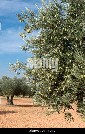Olivar Mediterráneo en España, olivos fuente de aceite de oliva Foto Stock