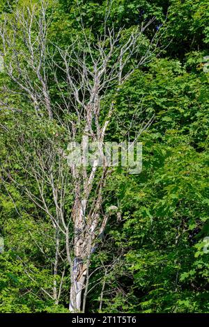 Un albero morto in piedi con alberi verdi e viventi. Foto Stock