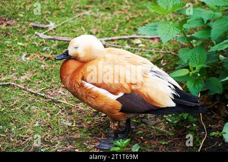 Piccola anatra assonnata seduta sull'erba. Animali in natura Foto Stock