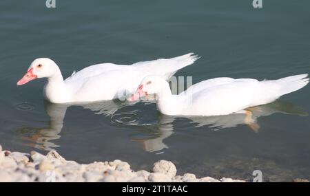 Due anatre moscoviti bianche che nuotano nel lago Foto Stock