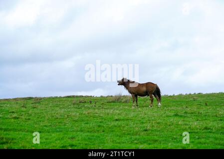 Squealing Wild Horse su Grassy Hill in Galles Foto Stock