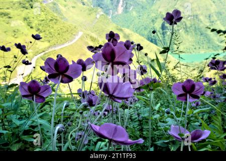 Fiori a vento giapponesi (Anemone giapponese) che crescono nel Dong Vang Geopark, ha Giang, Vietnam Foto Stock