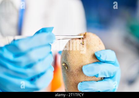 Giovane scienziata bionda che tiene in laboratorio un campione di patata con pinzette Foto Stock