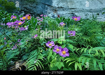 Fiori a vento giapponesi (Anemone giapponese) che crescono nel Dong Vang Geopark, ha Giang, Vietnam Foto Stock