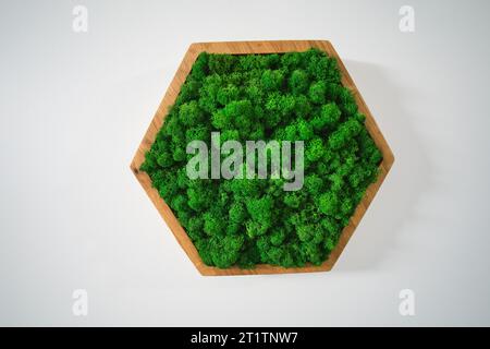 Il muschio stabilizzato sulla parete forma un elemento di design bello e naturale, che aggiunge un tocco di freschezza e stabilità all'arredamento complessivo. Foto Stock