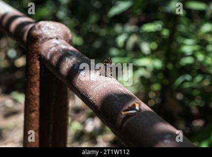 Rayed Purplewing (Eunica malvina) arroccato su una recinzione in Ecuador Foto Stock