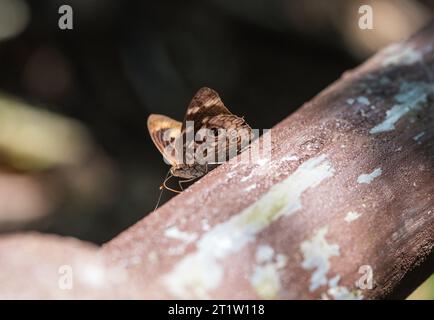 Rayed Purplewing (Eunica malvina) arroccato su una recinzione in Ecuador Foto Stock