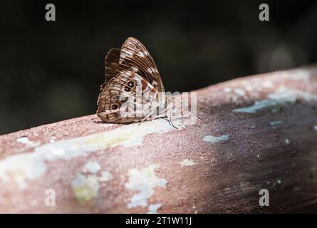 Rayed Purplewing (Eunica malvina) arroccato su una recinzione in Ecuador Foto Stock