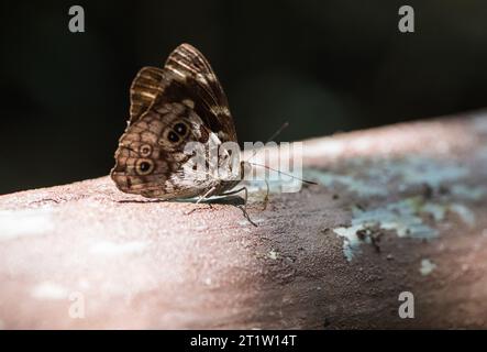 Rayed Purplewing (Eunica malvina) arroccato su una recinzione in Ecuador Foto Stock