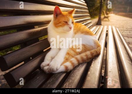 Simpatico gatto randagio allo zenzero rosso che si rilassa su una panchina nella città vecchia di Cattaro, Montenegro, Europa Foto Stock