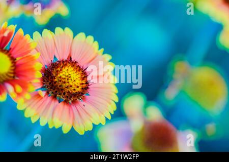 Delicata Daisy Blossom: Macro Beauty in Nature Foto Stock