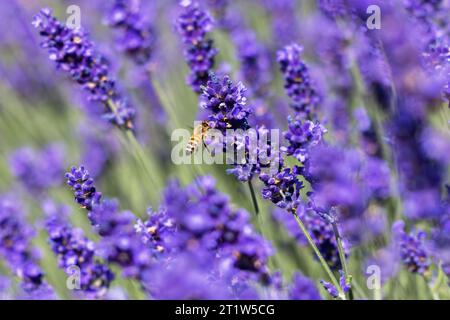 immagine di un'ape di miele volante tra i fiori di lavanda Foto Stock
