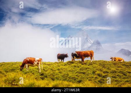 Le mucche pascolano sulle colline alpine in travi di sole. Scena di un giorno pittoresca e splendida. Location Place Berner Oberland, Grindelwald, Svizzera. Pittura artistica Foto Stock