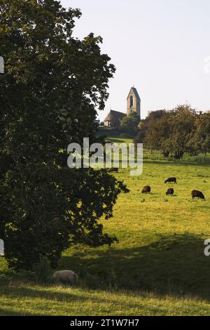 Pecore che pascolano di fronte alla Selsey Church, Gloucestershire. Foto Stock