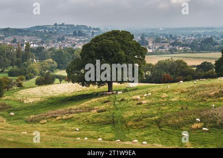 Single Oak Tree e pecore al pascolo vicino a Winchcombe, Gloucestershire. Foto Stock