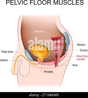 Muscoli del pavimento pelvico. Sezione trasversale dell'addome maschile con diaframma pelvico, prostata, vescica, retto, osso pubico, uretra, ano e coccige. Kegel Illustrazione Vettoriale