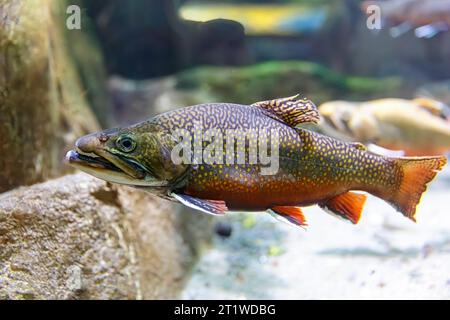 Trota di ruscello (Salvelinus fontinalis), AKA: Trota di ruscello orientale, trota maculata, charr di ruscello, coda quadrata, brookie, trota di fango Foto Stock