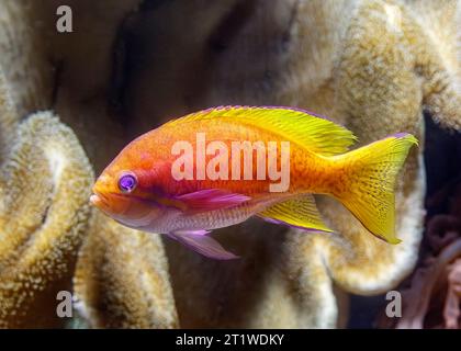 Fagotto a due punti (Pseudanthias bimaculatus) AKA: Twospot anthias, twinspot anthias e bimac anthias. Indo Pacific Foto Stock