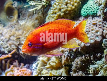 Fagotto a due punti (Pseudanthias bimaculatus) AKA: Twospot anthias, Twinspot anthias e bimac anthias. Pesce della barriera indo-pacifica. Foto Stock