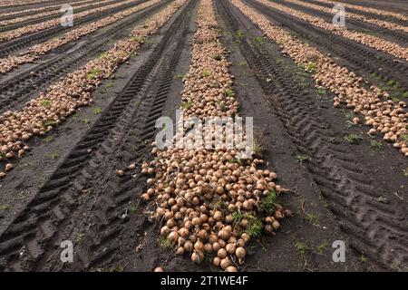 Cipolle in un campo, pronte per essere raccolte Foto Stock