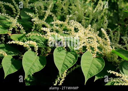 Giapponese a pomello in fiore. (Reynoutria japonica, Fallopia japonica, Polygonum cuspidatum), ottobre 2023, autunno, Cardiff, Regno Unito. Foto Stock