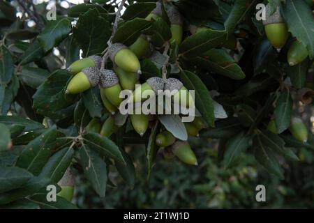 Primo piano di ghiande su un leccio, Quercus ilex, in una foresta mediterranea sull'isola di Maiorca, Spagna Foto Stock