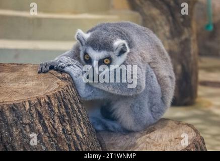 Il lemure divertente (Lemur Catta), il lemure carino si avvicina con attenzione. Soffice Madagascar grigio-nero grasso divertente lemure seduto sul ramo. Anello Foto Stock