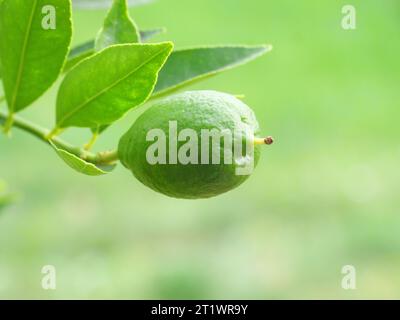 Frutti verdi di un limequat con foglie verdi sulla pianta degli agrumi prima della maturazione. Foto Stock