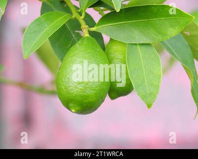 Frutti verdi di un limequat con foglie verdi sulla pianta degli agrumi prima della maturazione. Foto Stock