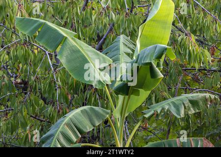 Banana Tree con grandi foglie verdi. Primo piano di una pianta di banana Foto Stock