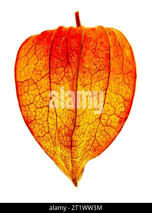 Lampionblume Lampionblume Physalis alkekengi, Blütenkelch, Makrofoto, Studiofoto Deutschland *** L(Flower L(Flower Physalis alkekengi, calyx, macro Photo, studio Photo germany Credit: Imago/Alamy Live News Foto Stock