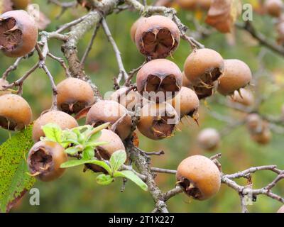 Frutti del medlar Mespilus germanica appesi sull'albero in autunno nel giardino del monastero di Schöntal Foto Stock