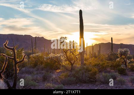 Saguaro Cactus in Organ Pipe National Monument, USA Foto Stock